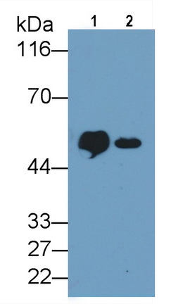 Monoclonal Antibody to Cluster Of Differentiation 14 (CD14)