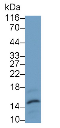 Monoclonal Antibody to Procalcitonin (PCT)