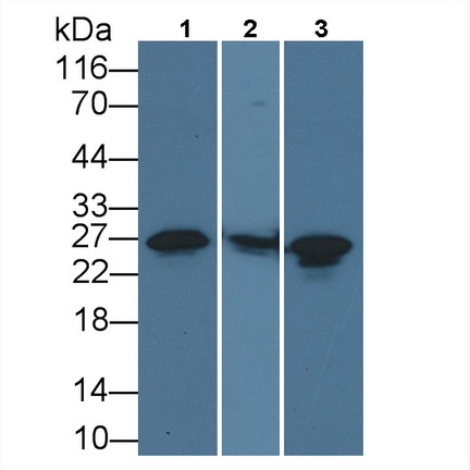 Monoclonal Antibody to Heat Shock Protein 27 (Hsp27)