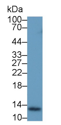 Monoclonal Antibody to Thioredoxin (Trx)