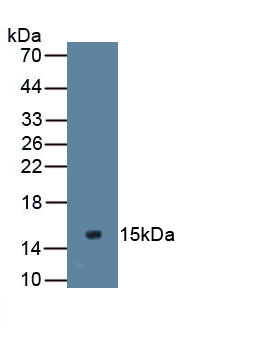 Monoclonal Antibody to Mucin 2 (MUC2)