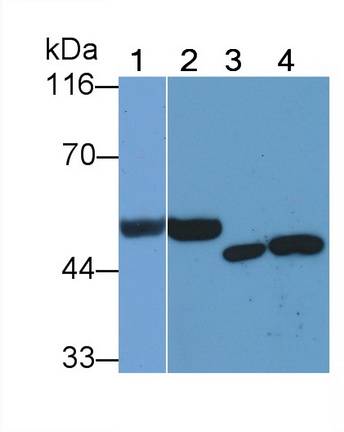 Monoclonal Antibody to Heparanase (HPSE)