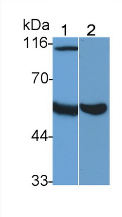 Monoclonal Antibody to Heparanase (HPSE)