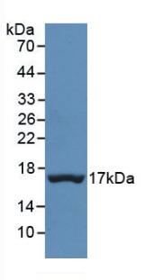 MAA726Hu22.jpg