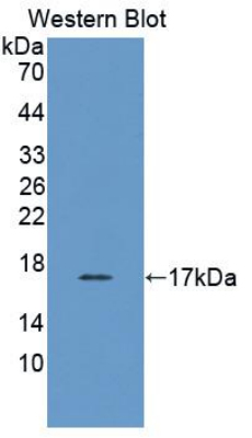 FITC-Linked Monoclonal Antibody to Prealbumin (PALB)