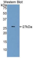 Monoclonal Antibody to Cyclin Dependent Kinase 5 (CDK5)