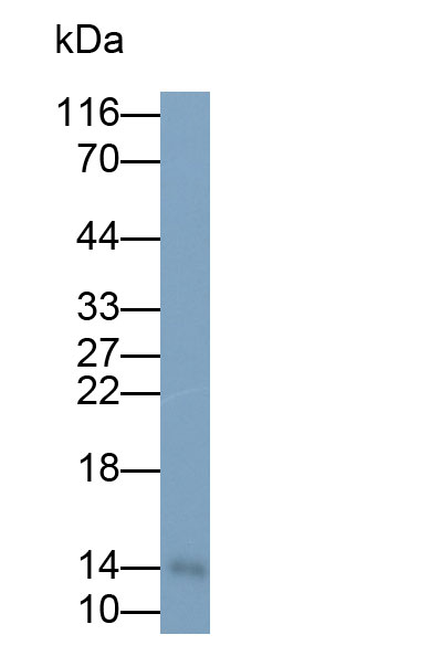 Monoclonal Antibody to Trefoil Factor 2 (TFF2)