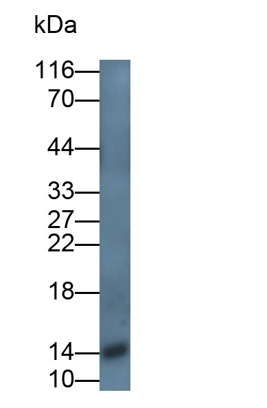 Monoclonal Antibody to Trefoil Factor 2 (TFF2)