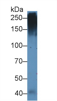 Monoclonal Antibody to Mucin 5 Subtype AC (MUC5AC)