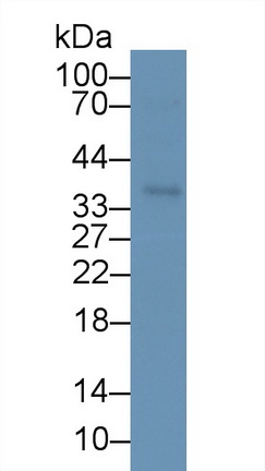 MAA787Hu21.jpg