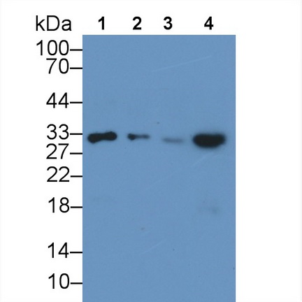 Monoclonal Antibody to Inducible T-Cell Co Stimulator Ligand (ICOSLG)