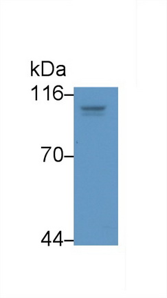 Monoclonal Antibody to Hypoxia Inducible Factor 1 Alpha (HIF1a)