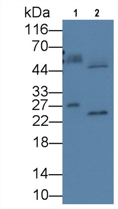 MAA816Ra23.jpg