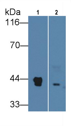 Monoclonal Antibody to Haptoglobin (Hpt)