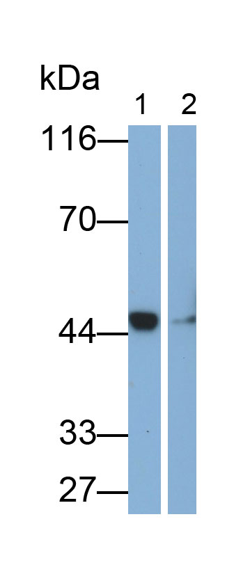 Monoclonal Antibody to Haptoglobin (Hpt)