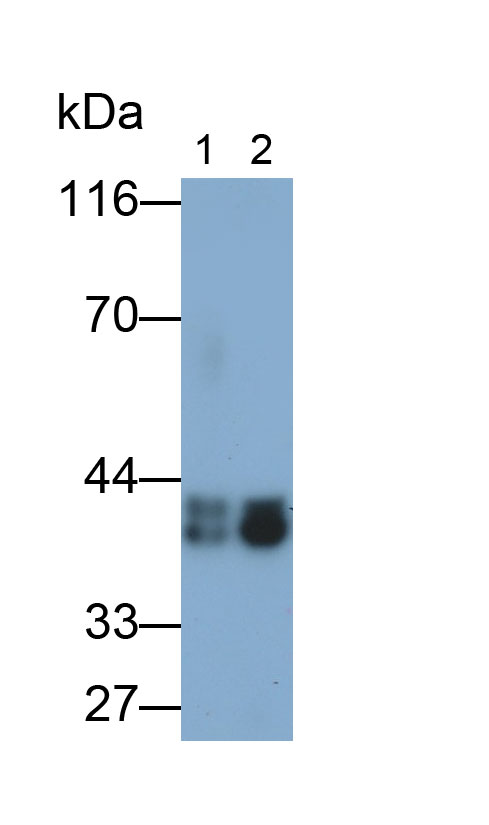 Monoclonal Antibody to Haptoglobin (Hpt)