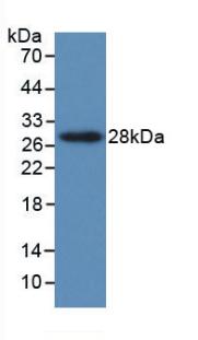 MAA819Hu22.jpg