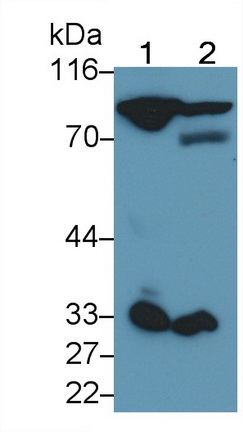 Monoclonal Antibody to Coagulation Factor II (F2)