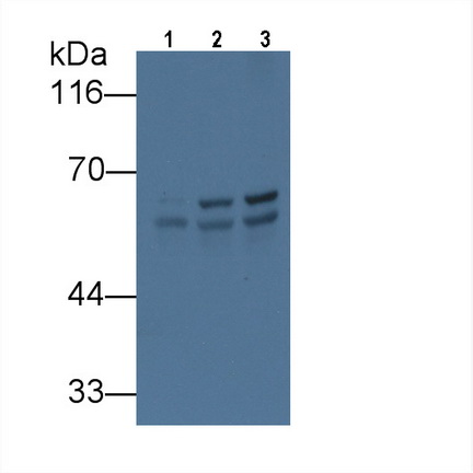 Monoclonal Antibody to Heat Shock Protein 60 (Hsp60)