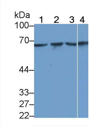 Monoclonal Antibody to Heat Shock Protein 60 (Hsp60)