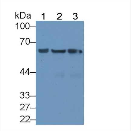 Monoclonal Antibody to Heat Shock Protein 60 (Hsp60)