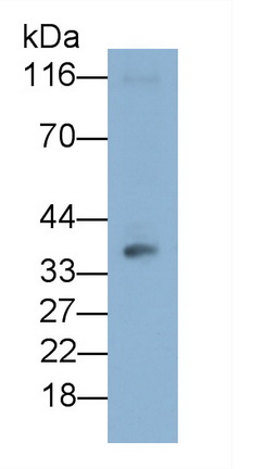 MAA824Hu22.jpg