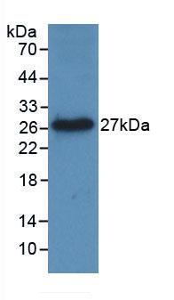 Monoclonal Antibody to Tumor Necrosis Factor Ligand Superfamily, Member 14 (TNFSF14)
