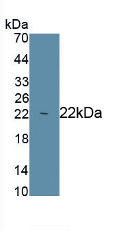 MAA837Hu21.jpg