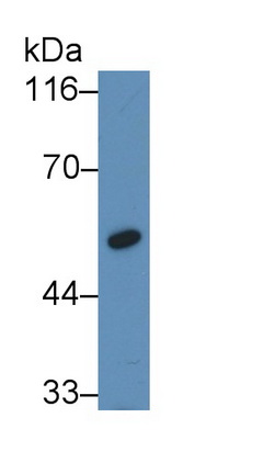 Monoclonal Antibody to Coagulation Factor IX (F9)