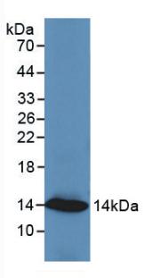 Monoclonal Antibody to Resistin (RETN)