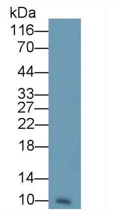 Monoclonal Antibody to Resistin (RETN)