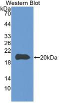 Monoclonal Antibody to Caspase 8 (CASP8)