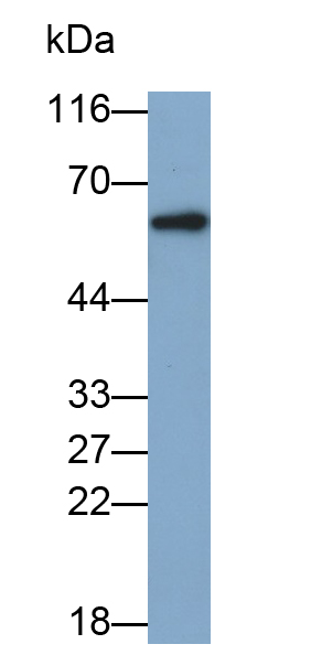 Monoclonal Antibody to Caspase 8 (CASP8)