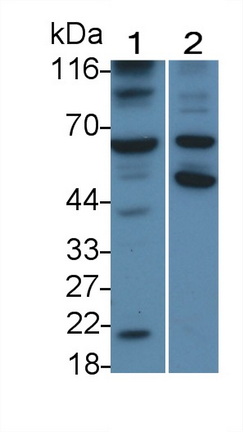 MAA853Hu24.jpg