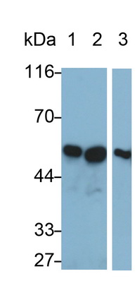 MAA853Hu29.jpg