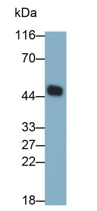 Monoclonal Antibody to Caspase 8 (CASP8)
