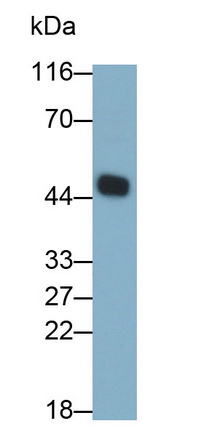 Monoclonal Antibody to Caspase 8 (CASP8)