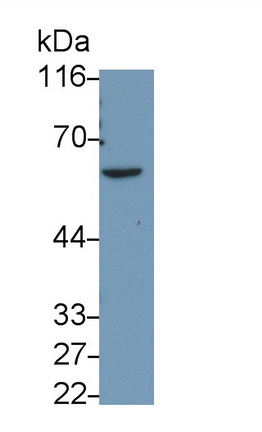 Monoclonal Antibody to Caspase 8 (CASP8)