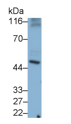 Monoclonal Antibody to Caspase 8 (CASP8)