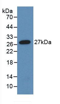 Monoclonal Antibody to Angiopoietin-3 (ANG-3)