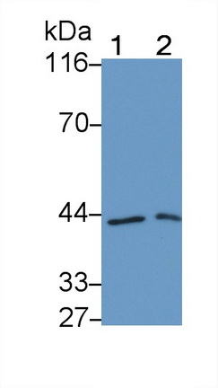 Monoclonal Antibody to Extracellular Signal Regulated Kinase 2 (ERK2)