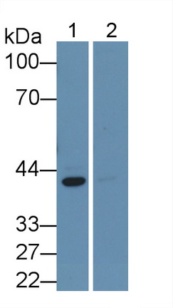 MAA930Hu22.jpg