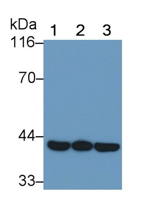 Monoclonal Antibody to Extracellular Signal Regulated Kinase 2 (ERK2)