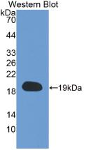 Monoclonal Antibody to Cyclophilin A (CYPA)