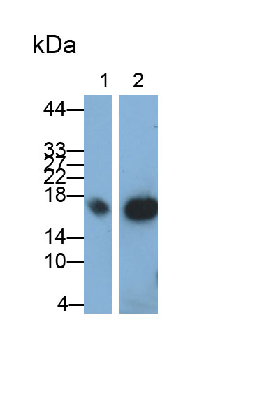 Monoclonal Antibody to Cyclophilin A (CYPA)