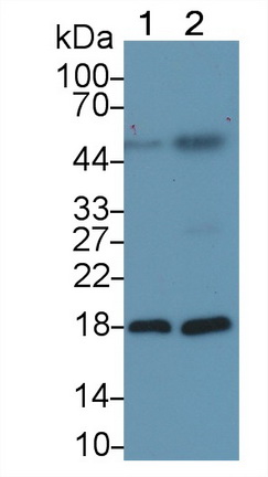 Monoclonal Antibody to Cyclophilin A (CYPA)