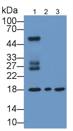 Monoclonal Antibody to Cyclophilin A (CYPA)