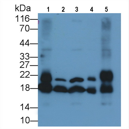 Monoclonal Antibody to Cyclophilin A (CYPA)