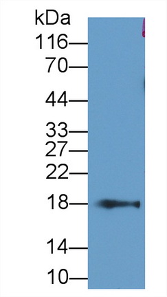 Monoclonal Antibody to Cyclophilin A (CYPA)