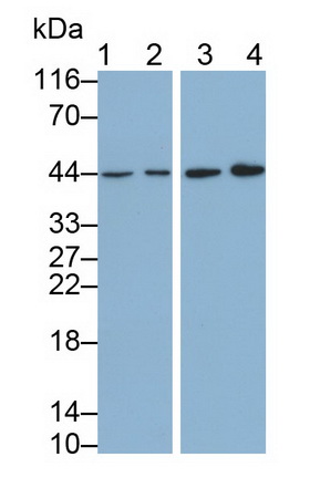 Monoclonal Antibody to Leukocyte Associated Immunoglobulin Like Receptor 1 (LAIR1)